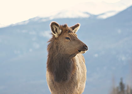 gray animal behind mountain photo thumbnail