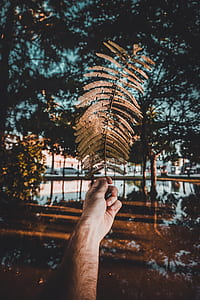 person holding brown leaves thumbnail