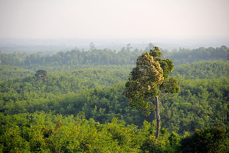 green leaf tree surrounded by trees under gray sky thumbnail