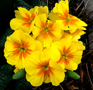 yellow petaled flowers thumbnail