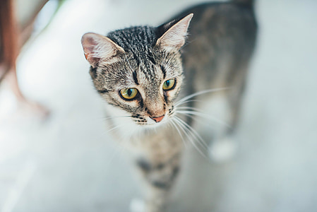 selective focus photography brown tabby cat thumbnail