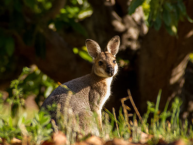 selective focus photo of brown kangaroo thumbnail