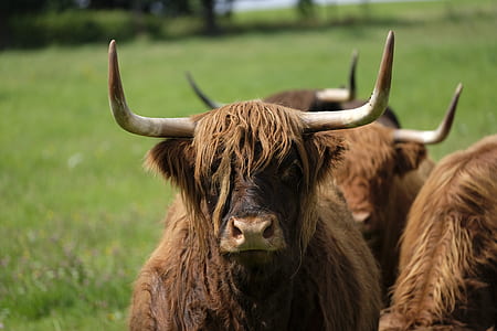 brown bison standing on green grass field during daytime thumbnail