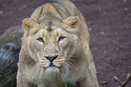 focus photography of lion thumbnail