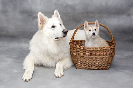 dog sitting on ground beside basket thumbnail