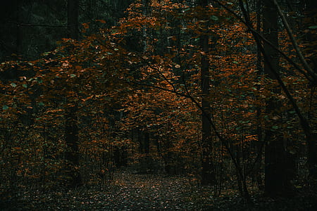 brown trees thumbnail