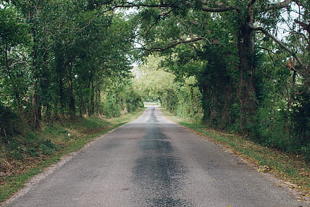 road, summer, forest, trees thumbnail
