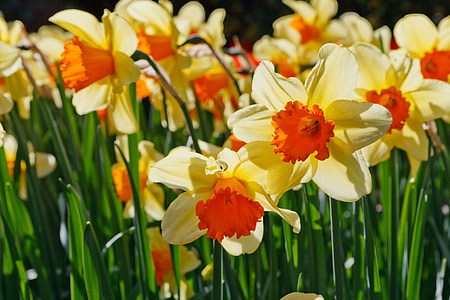 selective focus photo of bloomed yellow-and-orange daffodils flower field thumbnail