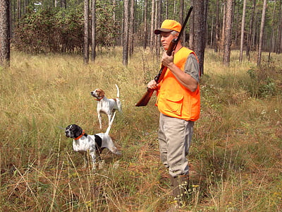 two adult German shorthaired pointers with man holding rifle thumbnail