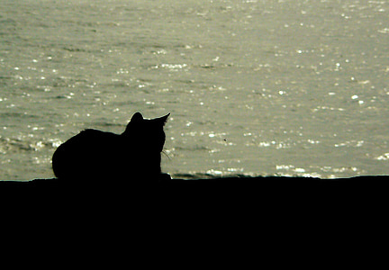 silhouette of cat on seashore thumbnail
