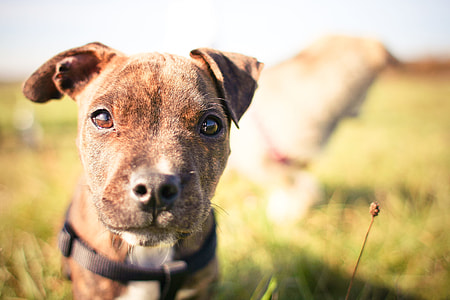 Little Pitbull’s Look thumbnail