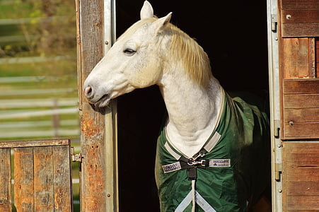 white horse inside brown wooden barn thumbnail