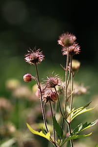 pink flowers thumbnail