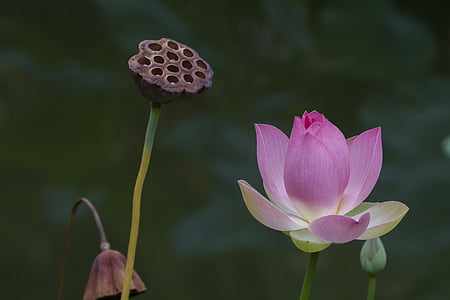 pink flowers thumbnail