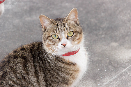 Cat, Fierce thumbnail