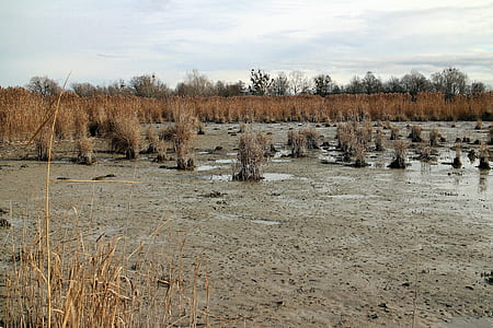 brown grass field under white sky during daytime thumbnail