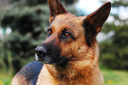 close up view of adult German shepherd thumbnail
