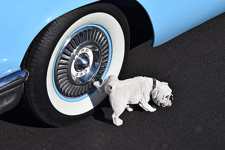 adult white English bulldog peeing beside Ford wheel with tire during daytime thumbnail