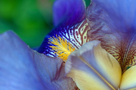 close-up photography of yellow and blue flower in bloom thumbnail