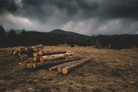 pile of firewood thumbnail
