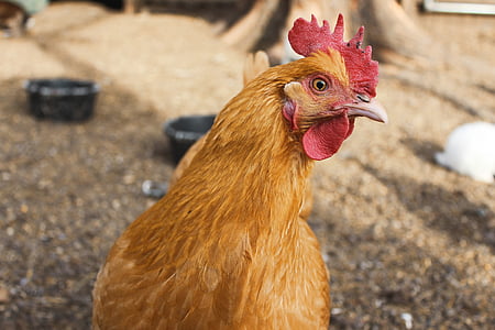 brown rooster thumbnail