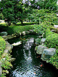 school of koi fish on pond between green plants thumbnail