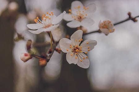 shallow focus photography of white flowers thumbnail