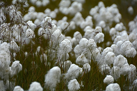 bed of white flowers thumbnail