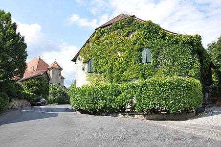 house surrounded green leafed plan t thumbnail