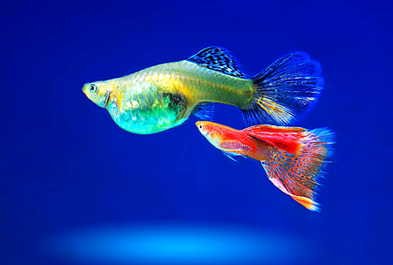 two gray and red fishes thumbnail