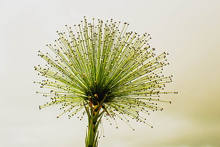 green plant thumbnail