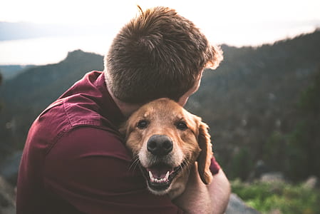 man hugging adult golden retriever during daytime thumbnail