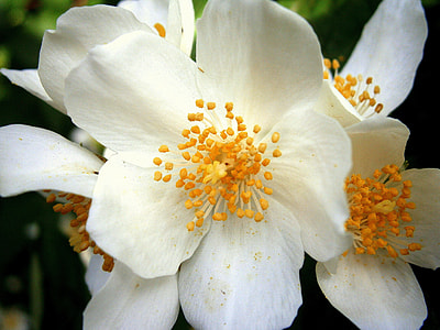Summer Jasmine, Bauer Jasmin thumbnail