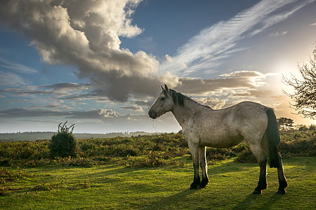 brown and white horse on green grass at daytime thumbnail