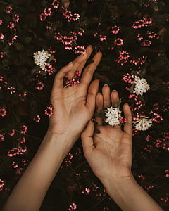 person's holding white and pink flowers thumbnail