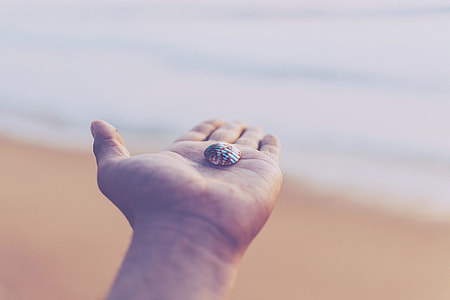 person's left palm holding white and red shell facing seashore thumbnail