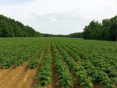 green plants on field between trees thumbnail