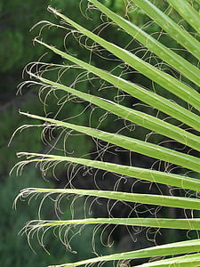 macro photography of green leafed plant thumbnail
