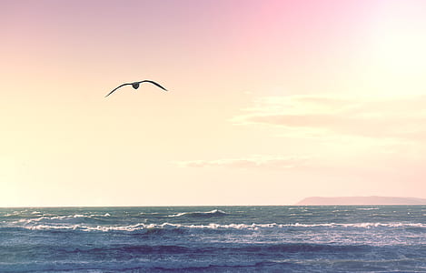 bird flying above ocean thumbnail