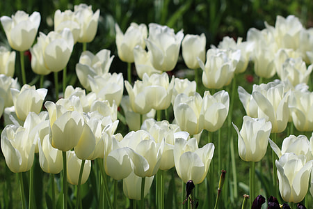 tulip flower photo thumbnail