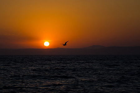 Sunset over the water with a bird flying in Vladivostok, Russia thumbnail