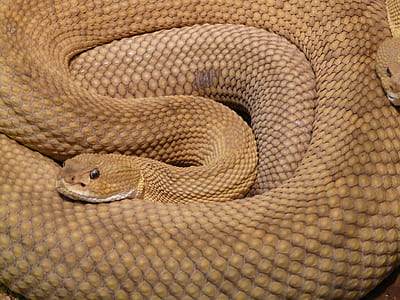 Brown 2 Snake thumbnail