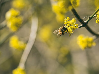 selective focus of bee perch on yellow flower at daytime thumbnail