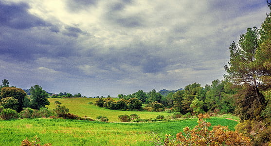 green trees with green grass thumbnail