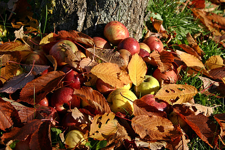 pile of apples thumbnail