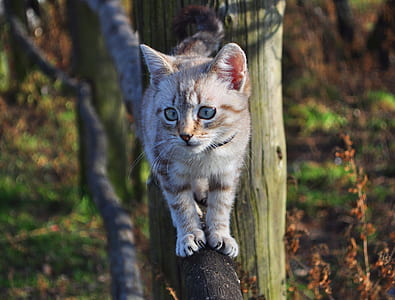 silver tabby kitten on tree branch thumbnail