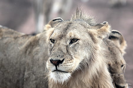 wildlife photography of gray lion thumbnail
