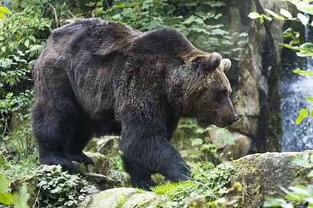 grizzly bear photo during daytime thumbnail
