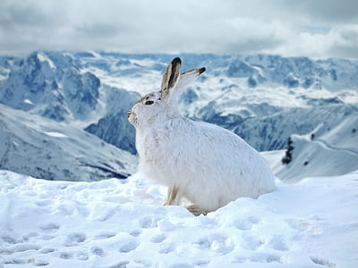 white rabbit on snow during daytime thumbnail