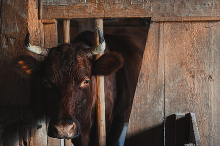 brown bull's head out from cage thumbnail